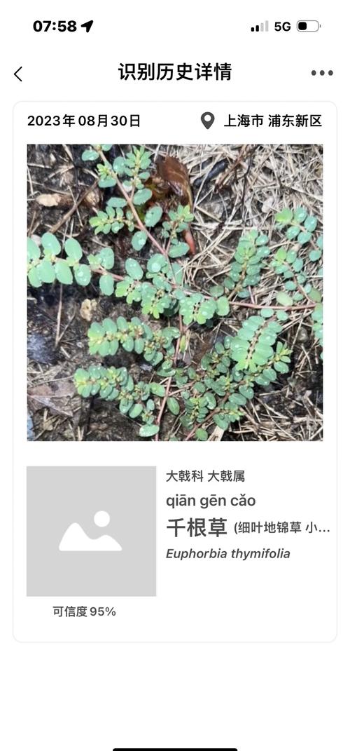 怎么也想不到，千根草有这么多作用！，千根草草药图片-第1张图片-优品飞百科