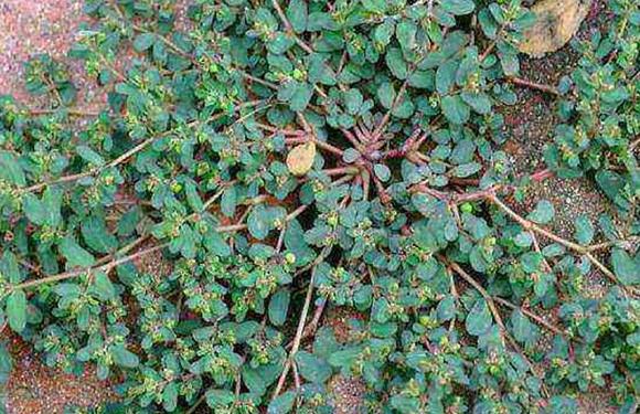 怎么也想不到，千根草有这么多作用！，千根草草药图片-第2张图片-优品飞百科