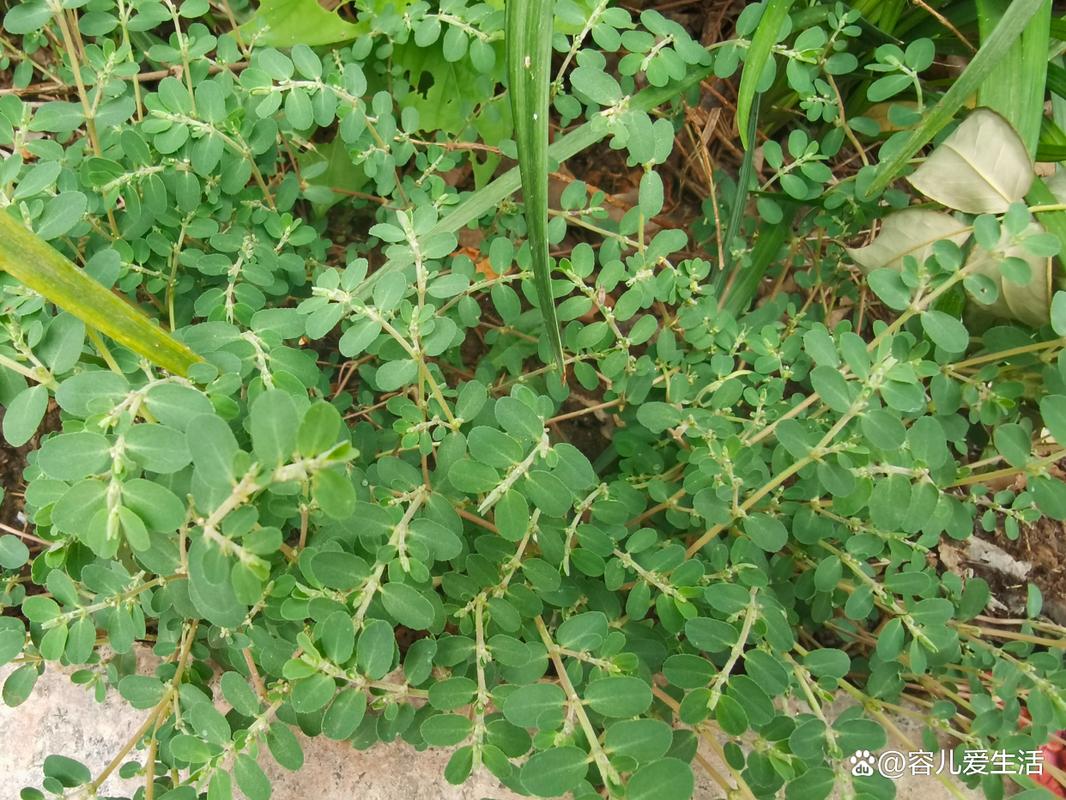 怎么也想不到，千根草有这么多作用！，千根草草药图片-第3张图片-优品飞百科