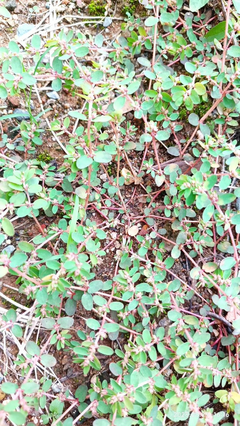怎么也想不到，千根草有这么多作用！，千根草草药图片-第4张图片-优品飞百科