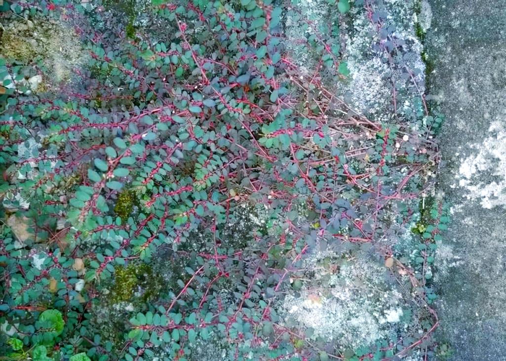 怎么也想不到，千根草有这么多作用！，千根草草药图片-第5张图片-优品飞百科