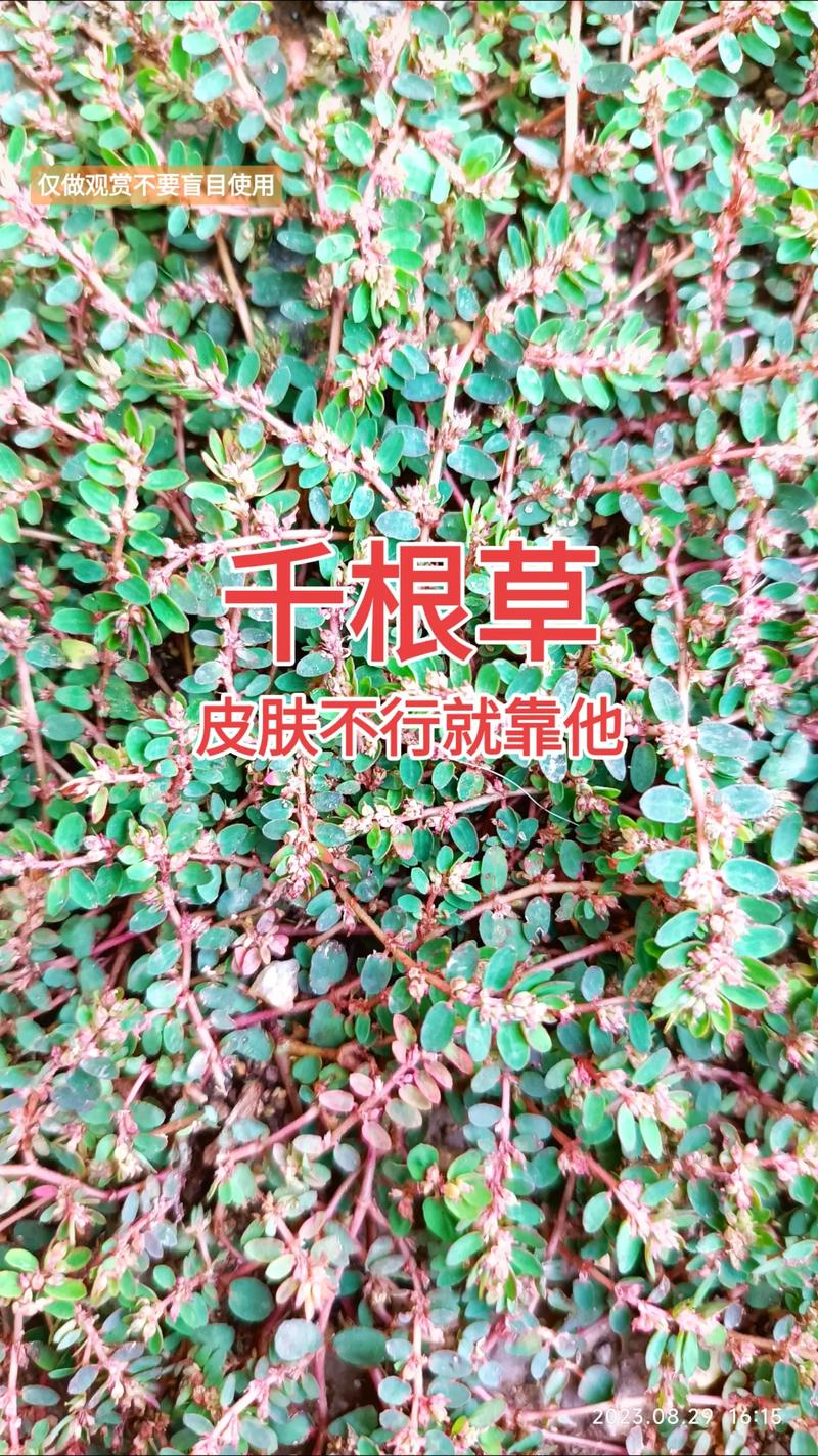 怎么也想不到，千根草有这么多作用！，千根草草药图片-第7张图片-优品飞百科