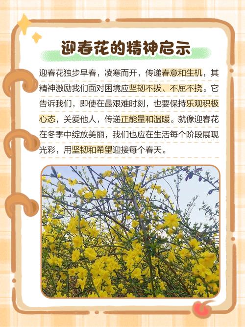 迎春花叶子的功效与作用？迎春花叶子的功效与作用图片？