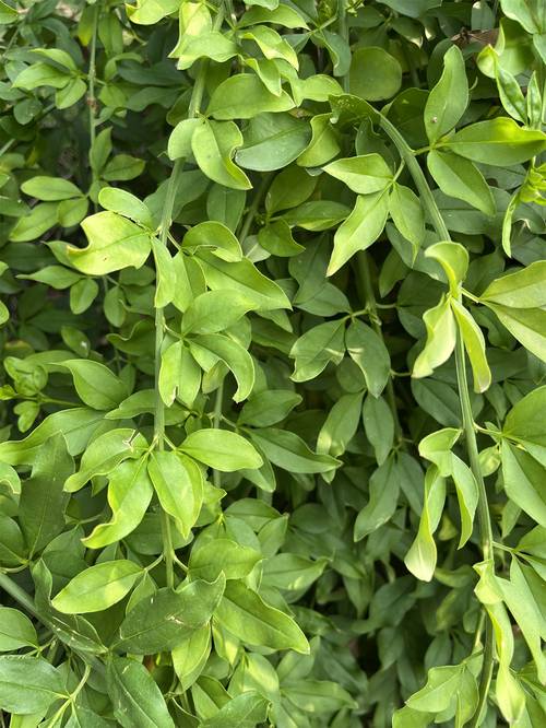 迎春花叶子的功效与作用？迎春花叶子的功效与作用图片？-第2张图片-优品飞百科