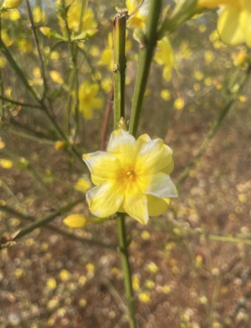 迎春花叶子的功效与作用？迎春花叶子的功效与作用图片？-第4张图片-优品飞百科
