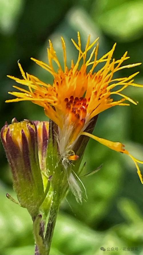 平卧菊三七的养殖方法，平卧菊三七的功效与作用点？-第1张图片-优品飞百科