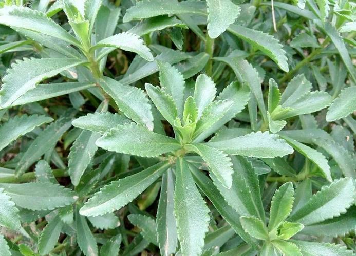 平卧菊三七的养殖方法，平卧菊三七的功效与作用点？-第2张图片-优品飞百科