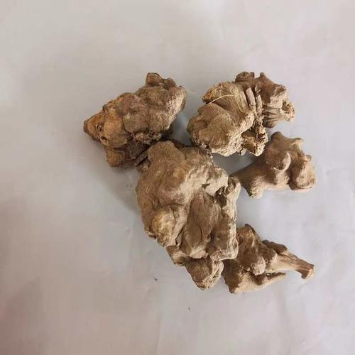 平卧菊三七的养殖方法，平卧菊三七的功效与作用点？-第3张图片-优品飞百科