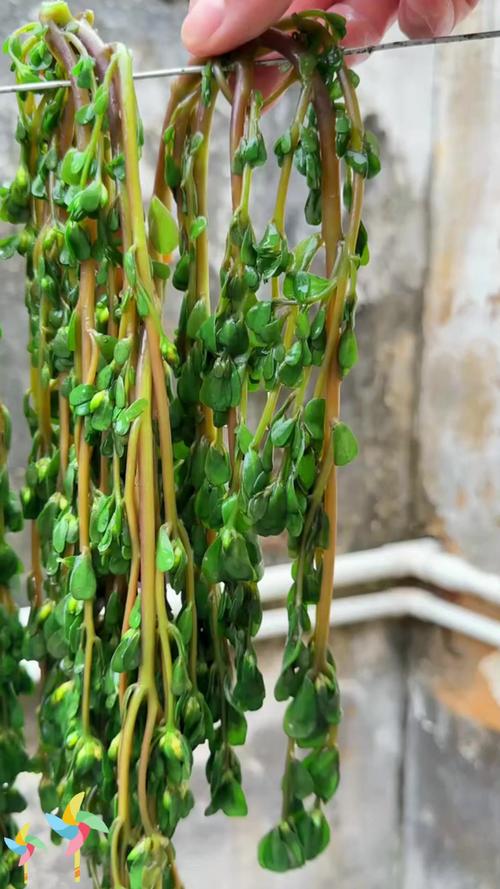 平卧菊三七的养殖方法，平卧菊三七的功效与作用点？-第4张图片-优品飞百科