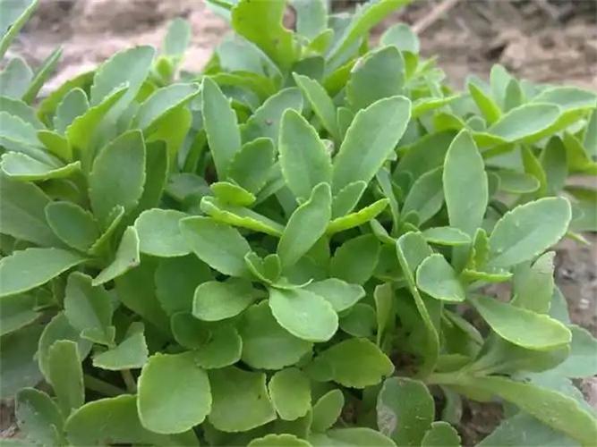 平卧菊三七的养殖方法，平卧菊三七的功效与作用点？-第5张图片-优品飞百科