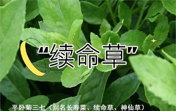 平卧菊三七的养殖方法，平卧菊三七的功效与作用点？-第6张图片-优品飞百科