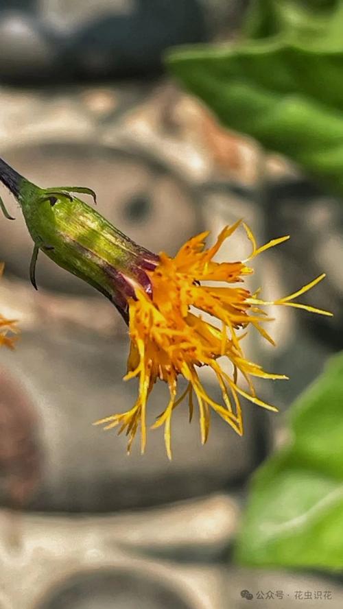 平卧菊三七的养殖方法，平卧菊三七的功效与作用点？-第7张图片-优品飞百科