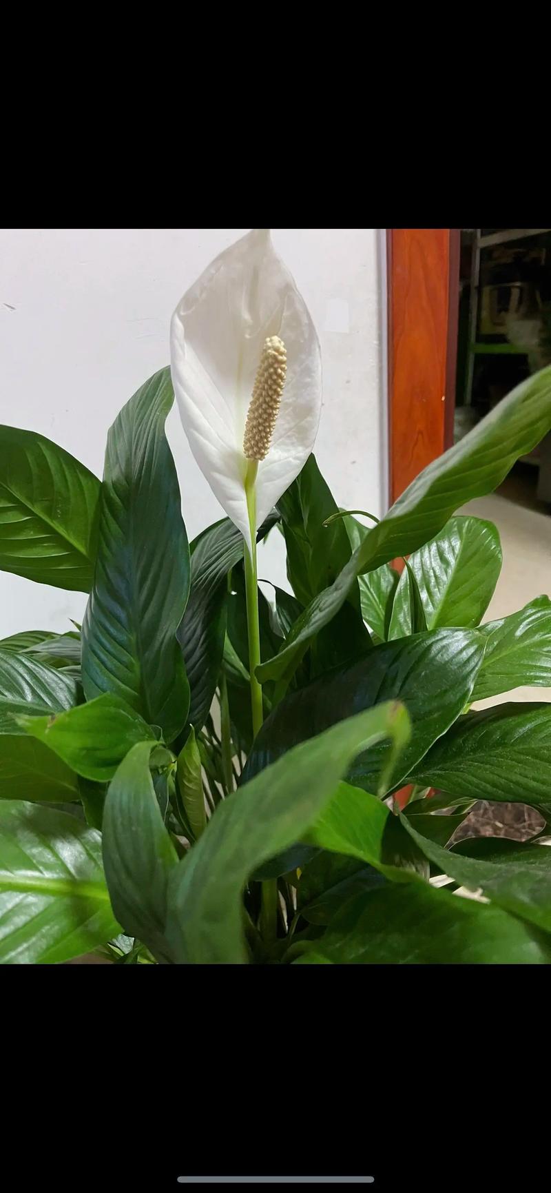 一帆风顺有毒吗，一帆风顺有毒吗适合在家里养吗-第1张图片-优品飞百科