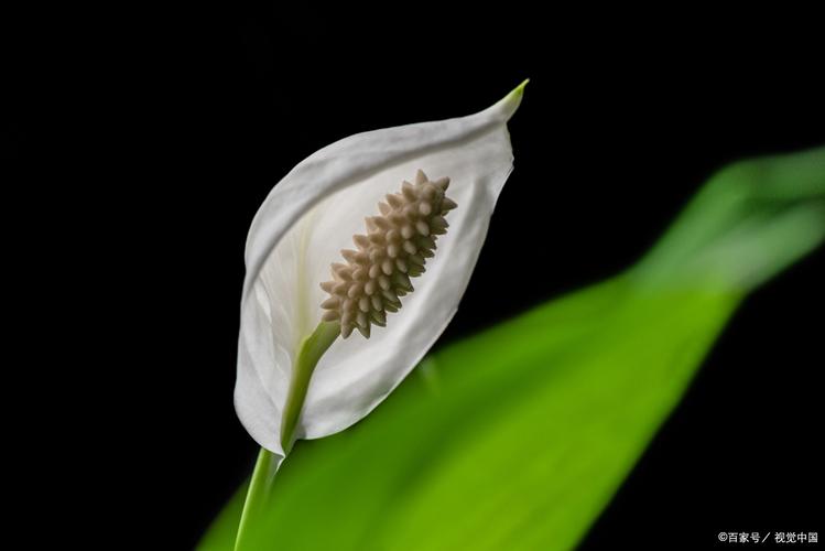 一帆风顺有毒吗，一帆风顺有毒吗适合在家里养吗-第2张图片-优品飞百科
