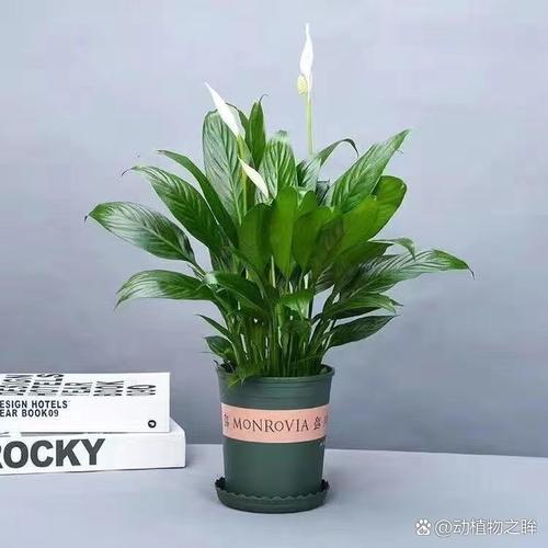 一帆风顺有毒吗，一帆风顺有毒吗适合在家里养吗-第3张图片-优品飞百科