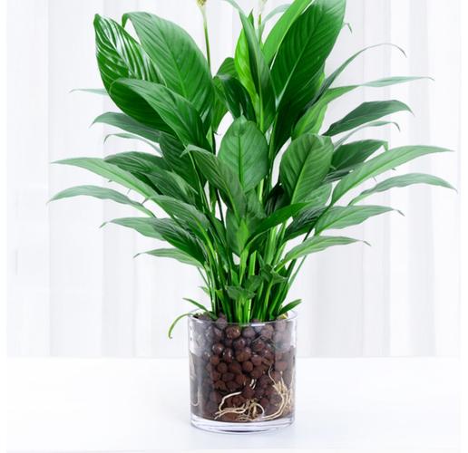 一帆风顺有毒吗，一帆风顺有毒吗适合在家里养吗-第4张图片-优品飞百科