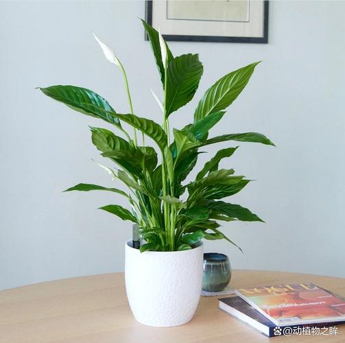 一帆风顺有毒吗，一帆风顺有毒吗适合在家里养吗-第5张图片-优品飞百科