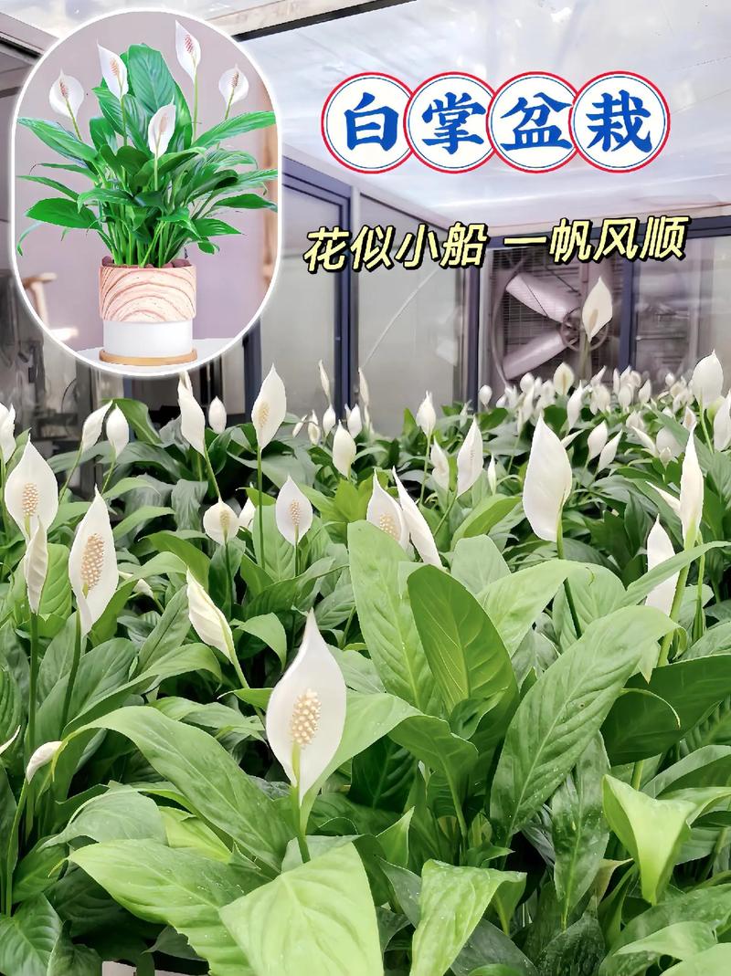 一帆风顺有毒吗，一帆风顺有毒吗适合在家里养吗-第6张图片-优品飞百科