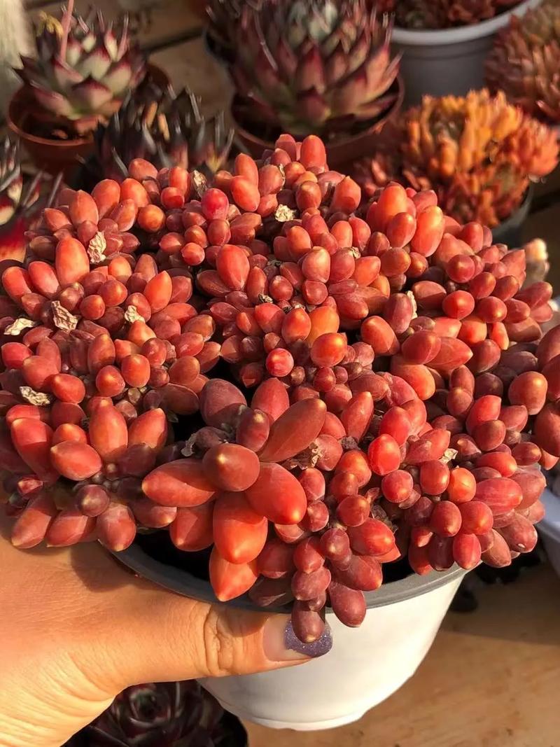 千代田之松有什么作用，千代田之松的养殖方法和注意事项？