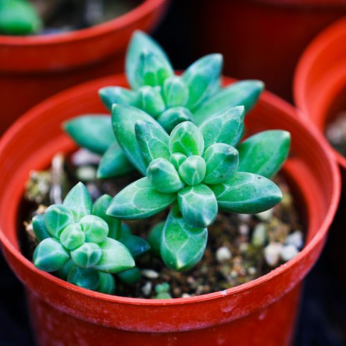 千代田之松有什么作用，千代田之松的养殖方法和注意事项？-第2张图片-优品飞百科