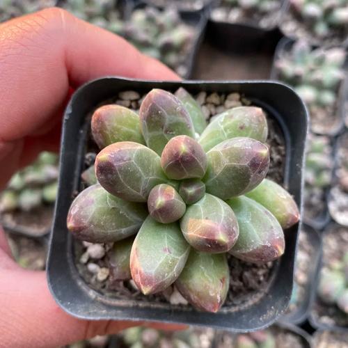 千代田之松有什么作用，千代田之松的养殖方法和注意事项？-第3张图片-优品飞百科