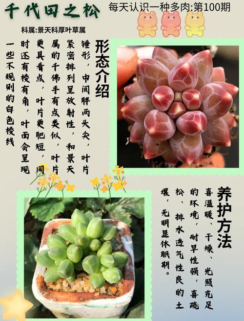 千代田之松有什么作用，千代田之松的养殖方法和注意事项？-第4张图片-优品飞百科