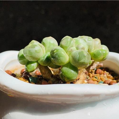 千代田之松有什么作用，千代田之松的养殖方法和注意事项？-第5张图片-优品飞百科