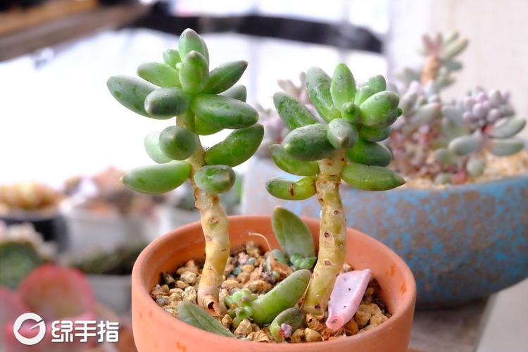 千代田之松有什么作用，千代田之松的养殖方法和注意事项？-第6张图片-优品飞百科