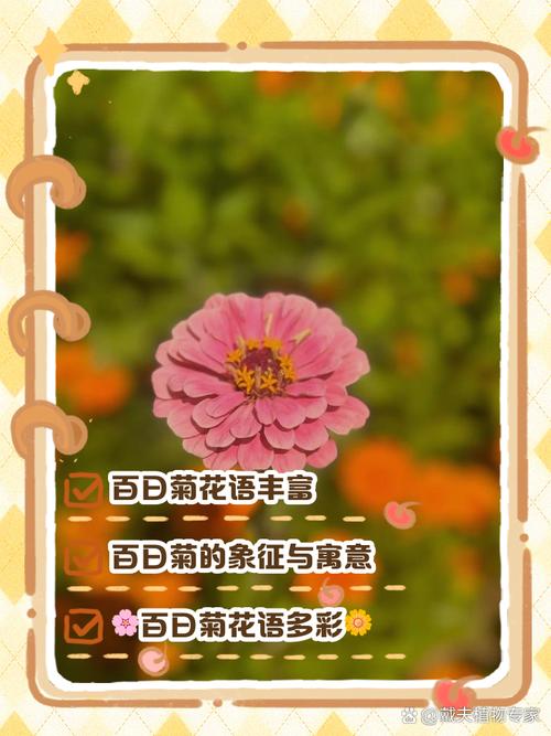 菊花的花语是什么，代表什么含义？，菊花的花语花语