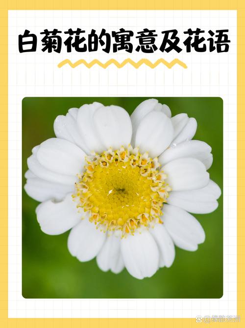 菊花的花语是什么，代表什么含义？，菊花的花语花语-第2张图片-优品飞百科