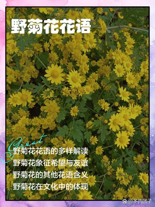 菊花的花语是什么，代表什么含义？，菊花的花语花语-第3张图片-优品飞百科