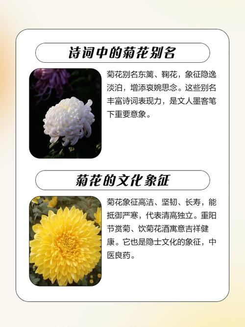 菊花的花语是什么，代表什么含义？，菊花的花语花语-第4张图片-优品飞百科