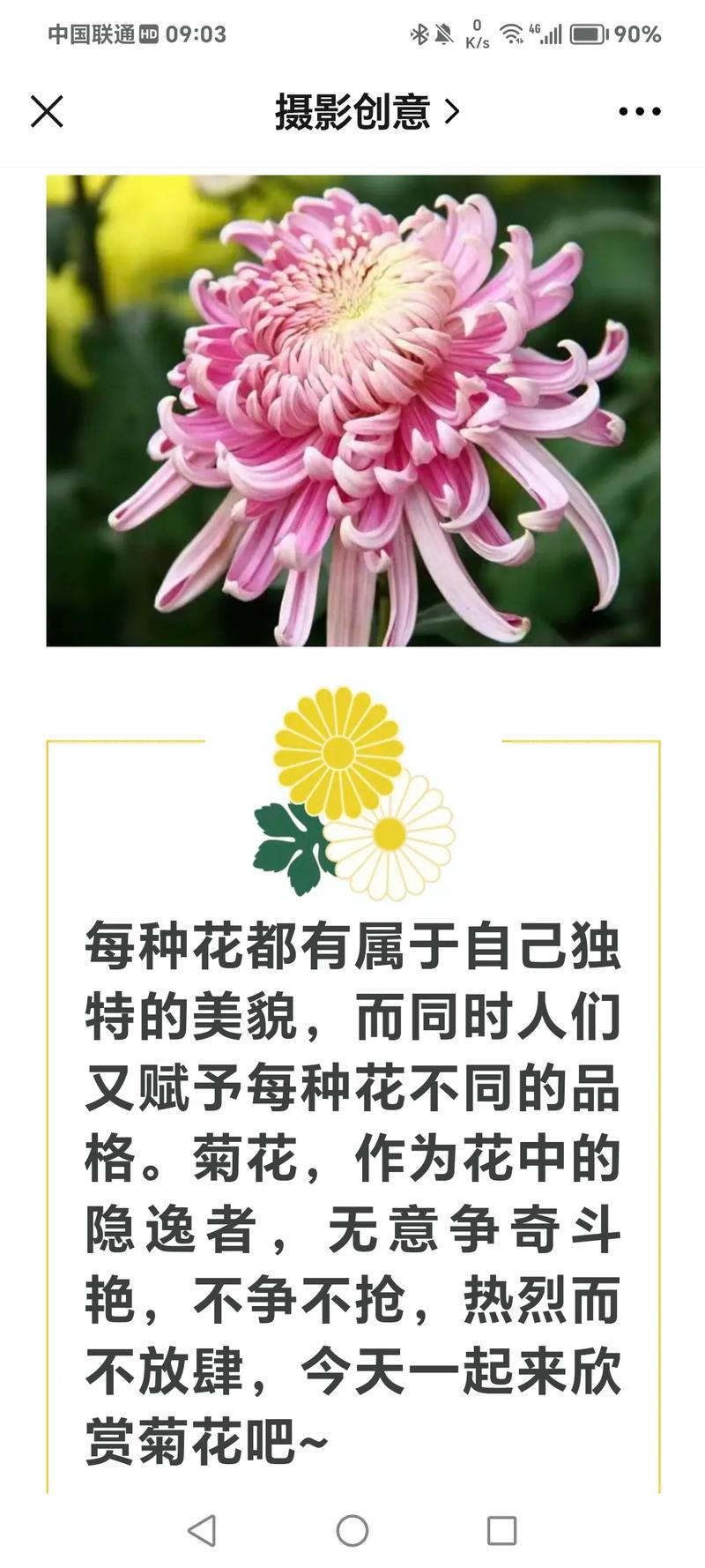 菊花的花语是什么，代表什么含义？，菊花的花语花语-第5张图片-优品飞百科