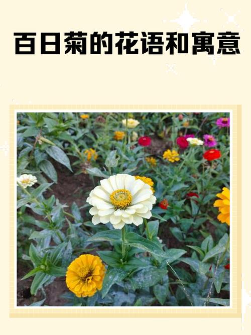 菊花的花语是什么，代表什么含义？，菊花的花语花语-第7张图片-优品飞百科