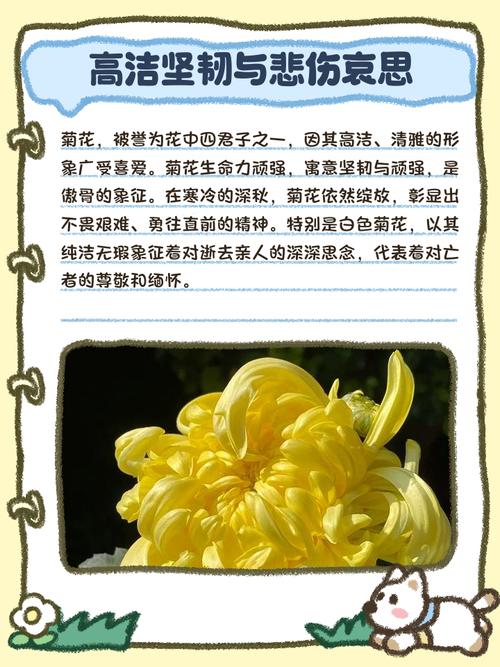 菊花的花语是什么，代表什么含义？，菊花的花语花语-第8张图片-优品飞百科