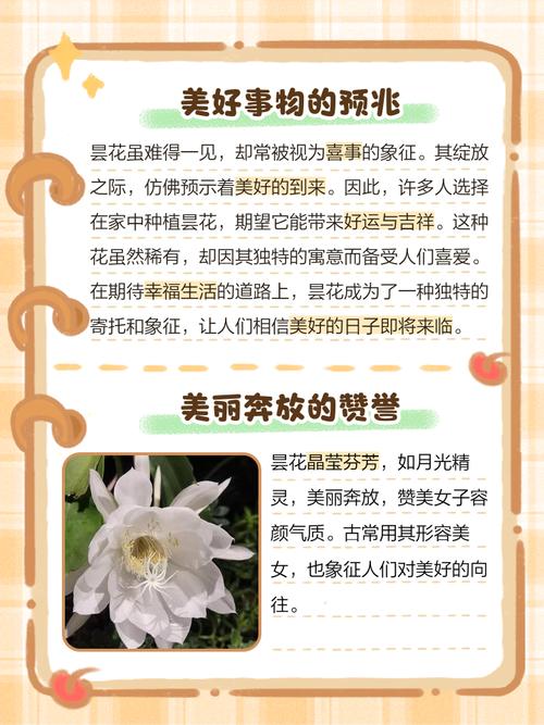 昙花花语是什么，昙花是啥？-第2张图片-优品飞百科