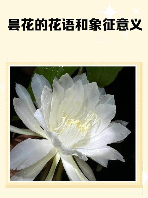 昙花花语是什么，昙花是啥？-第3张图片-优品飞百科