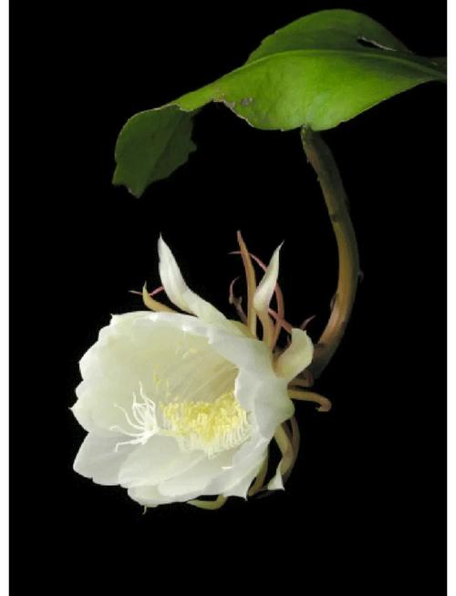 昙花花语是什么，昙花是啥？-第4张图片-优品飞百科