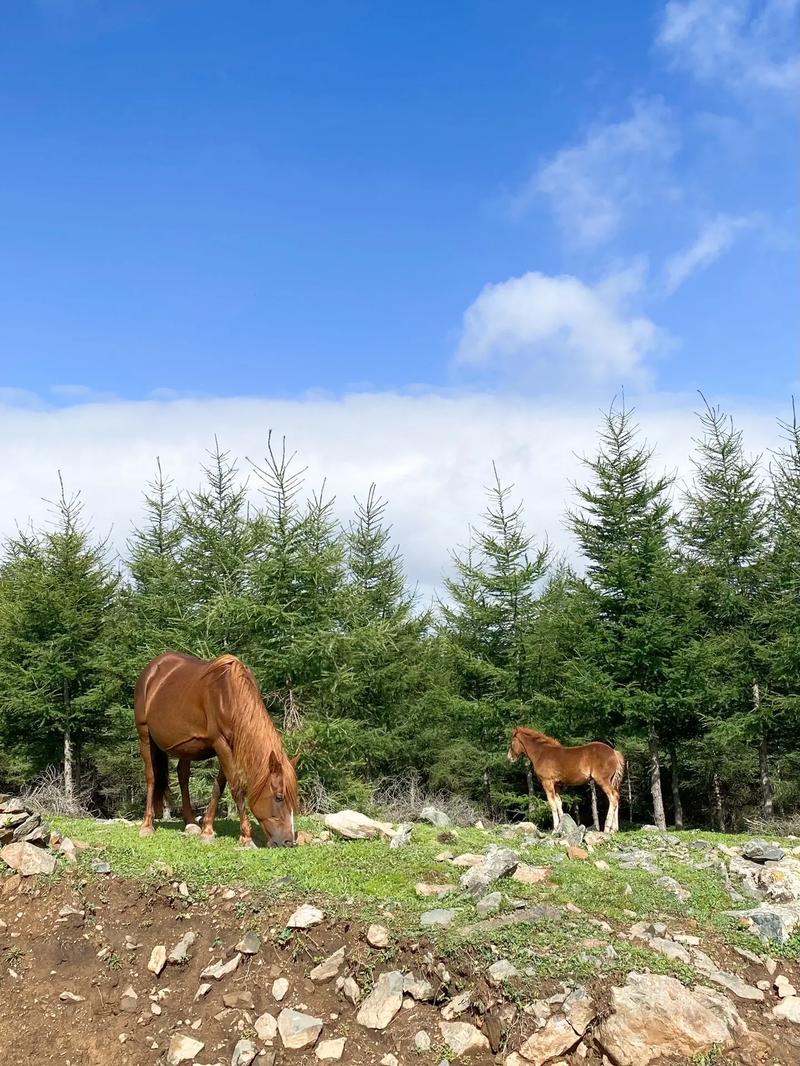 河曲县天气预报？河曲县天气预报详情？-第1张图片-优品飞百科