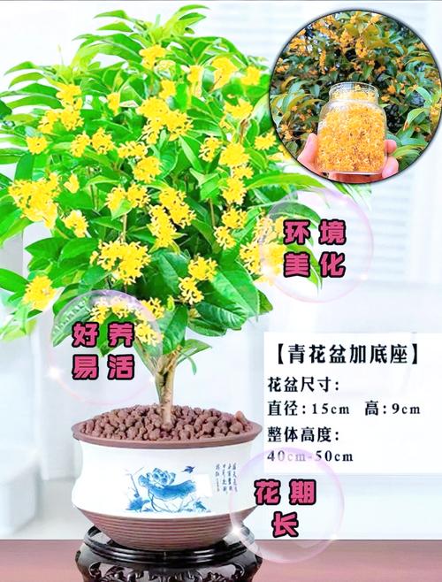 桂花在家里养吉利吗,可不可以养在家里,桂花适合在家里养吗?-第2张图片-优品飞百科 桂花在家里养吉利吗,可不可以养在家里,桂花适合在家里养吗?-第2张图片-优品飞百科