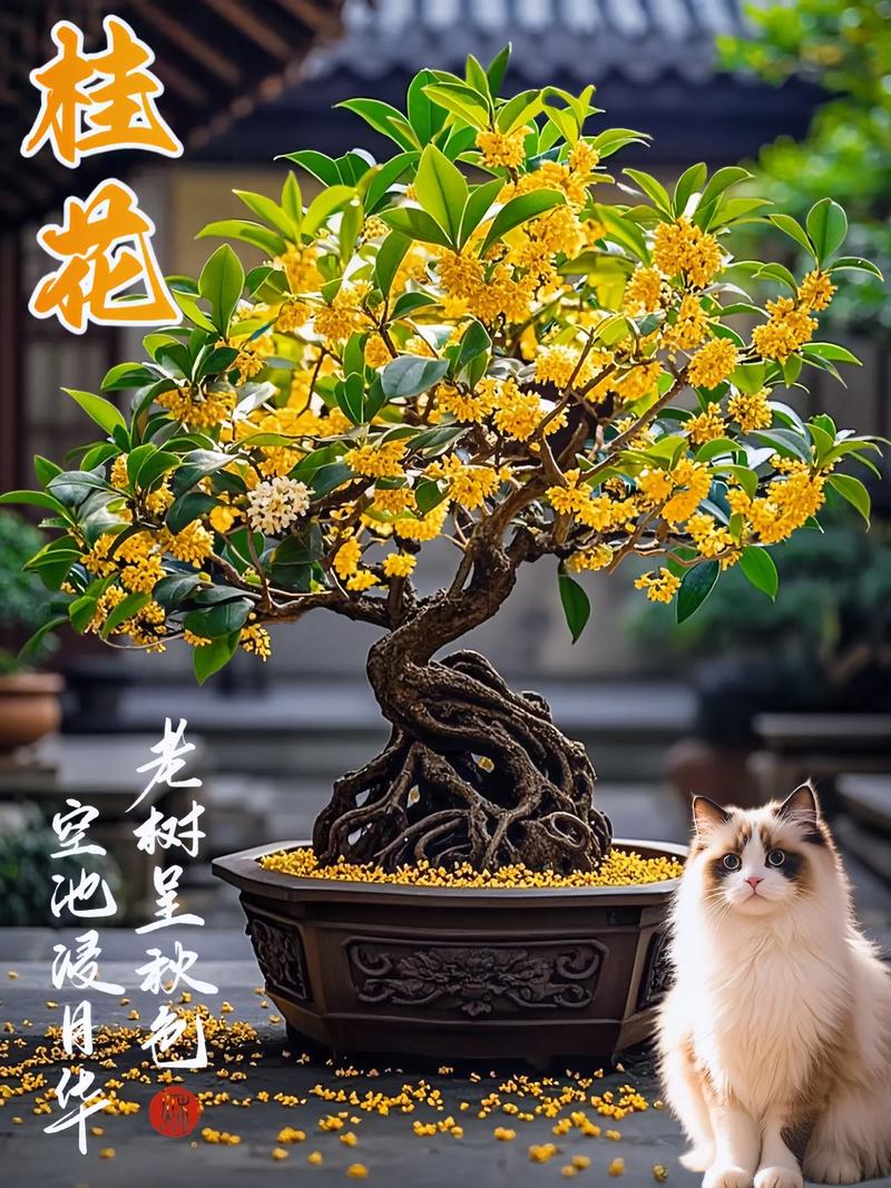 桂花在家里养吉利吗,可不可以养在家里,桂花适合在家里养吗?-第4张图片-优品飞百科 桂花在家里养吉利吗,可不可以养在家里,桂花适合在家里养吗?-第4张图片-优品飞百科