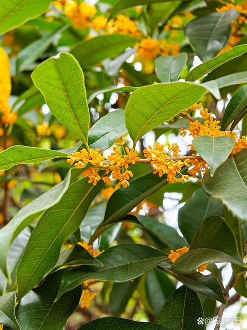 桂花在家里养吉利吗,可不可以养在家里,桂花适合在家里养吗?-第6张图片-优品飞百科 桂花在家里养吉利吗,可不可以养在家里,桂花适合在家里养吗?-第6张图片-优品飞百科