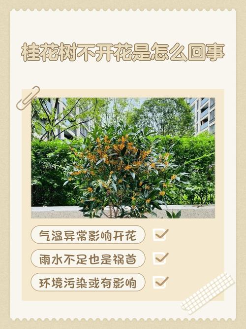 桂花在家里养吉利吗,可不可以养在家里,桂花适合在家里养吗?-第7张图片-优品飞百科 桂花在家里养吉利吗,可不可以养在家里,桂花适合在家里养吗?-第7张图片-优品飞百科