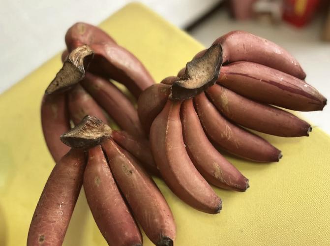 香蕉产地，香蕉品种大全，香蕉出产地是什么地方-第7张图片-优品飞百科