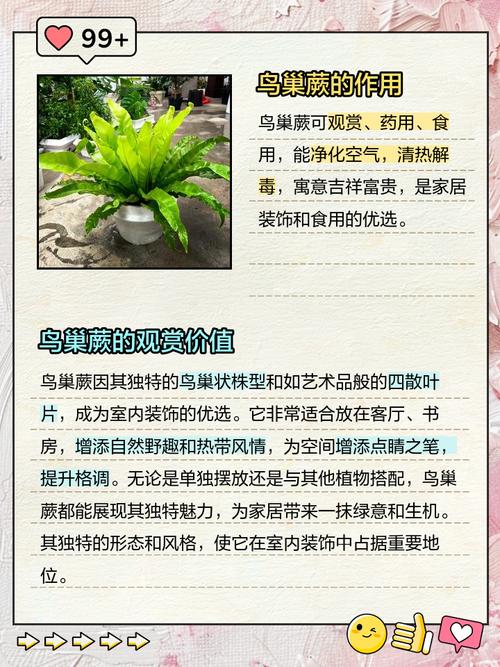 鸟巢蕨的花语和传说？鸟巢蕨寓意？-第1张图片-优品飞百科