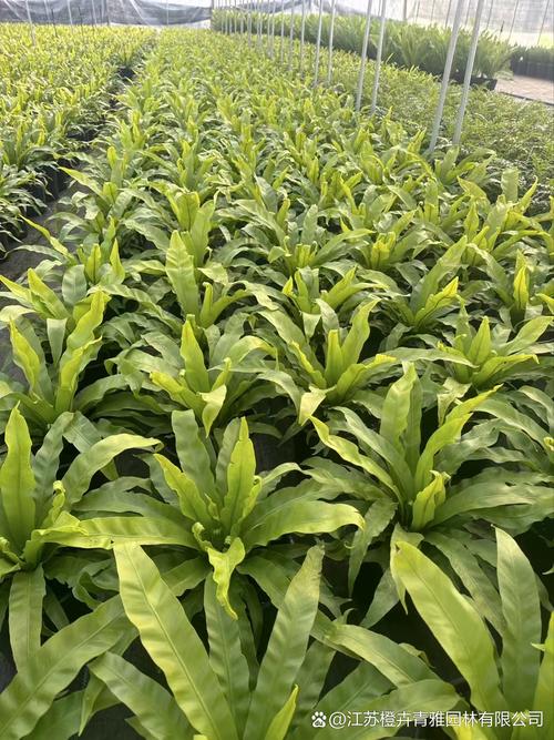 鸟巢蕨的花语和传说？鸟巢蕨寓意？-第2张图片-优品飞百科