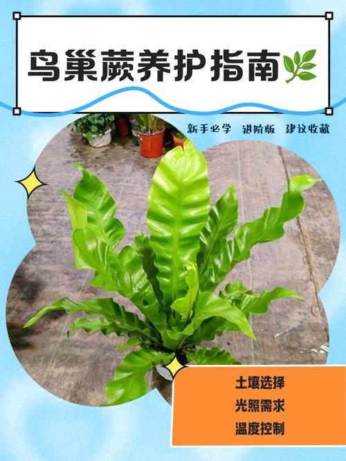 鸟巢蕨的花语和传说？鸟巢蕨寓意？-第3张图片-优品飞百科