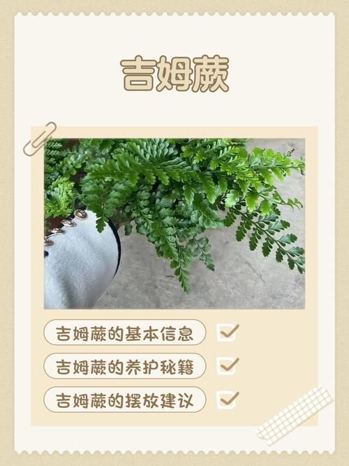 鸟巢蕨的花语和传说？鸟巢蕨寓意？-第4张图片-优品飞百科