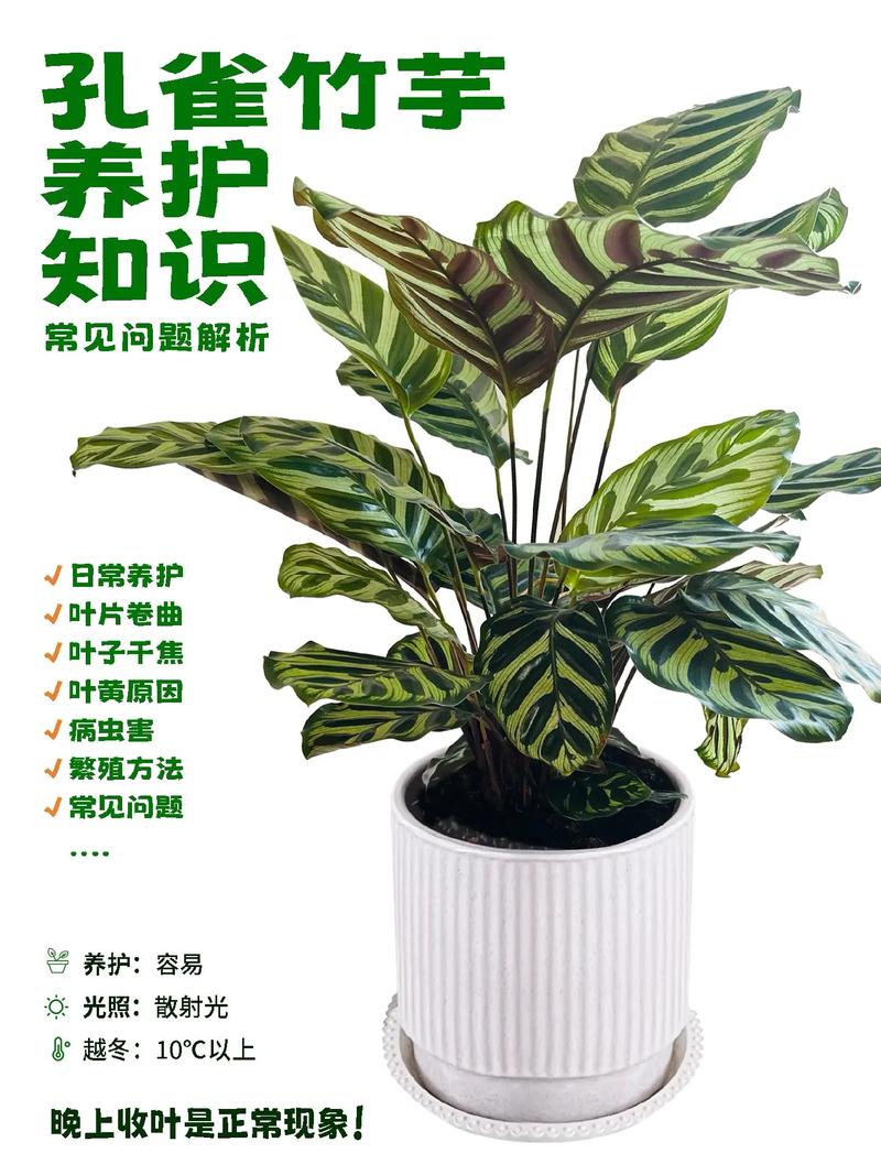 孔雀竹芋有毒吗？竹芋不进宅的原因？