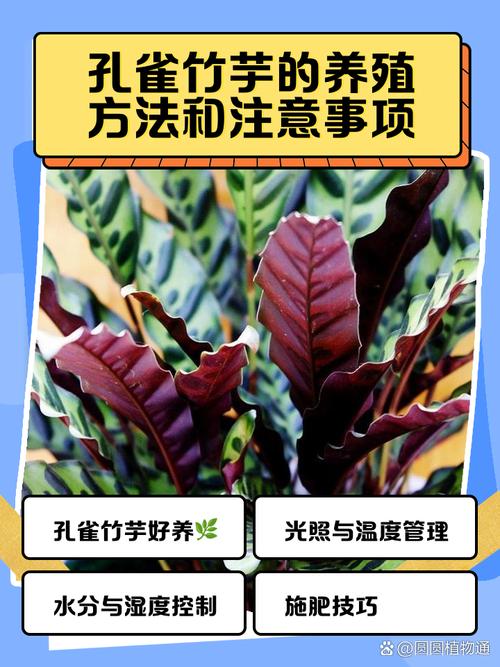 孔雀竹芋有毒吗?竹芋不进宅的原因?-第2张图片-优品飞百科 孔雀竹芋有毒吗?竹芋不进宅的原因?-第2张图片-优品飞百科